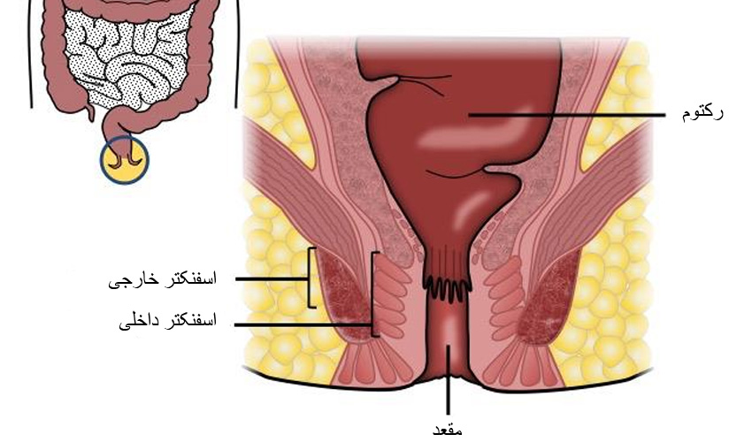 تصویر مقعد چیست-What is the anus