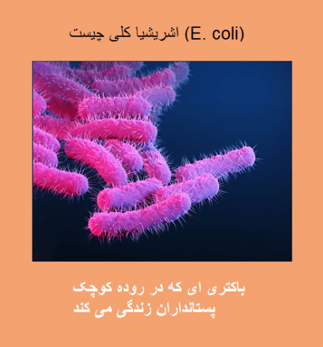 باکتری اشریشیا کلی (E. coli)